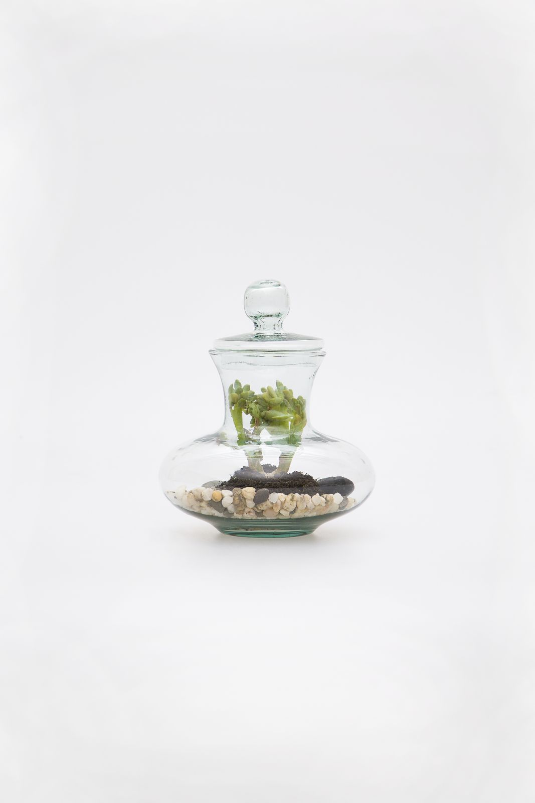 Navarozza, W. - TERRARIUM nº19