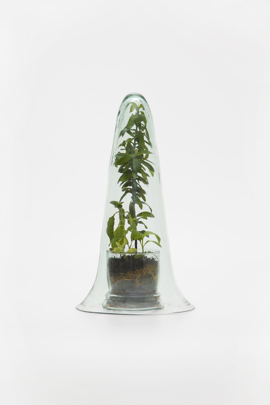 Navarozza, W. - TERRARIUM nº17