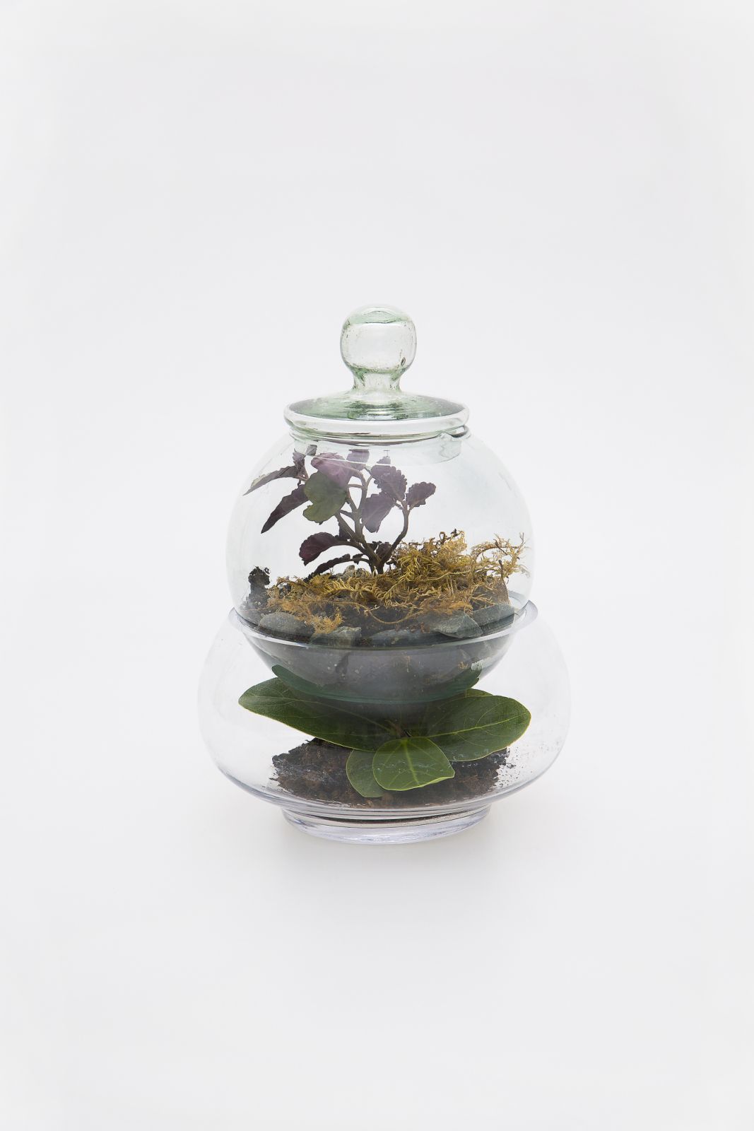 Navarozza, W. - TERRARIUM nº18