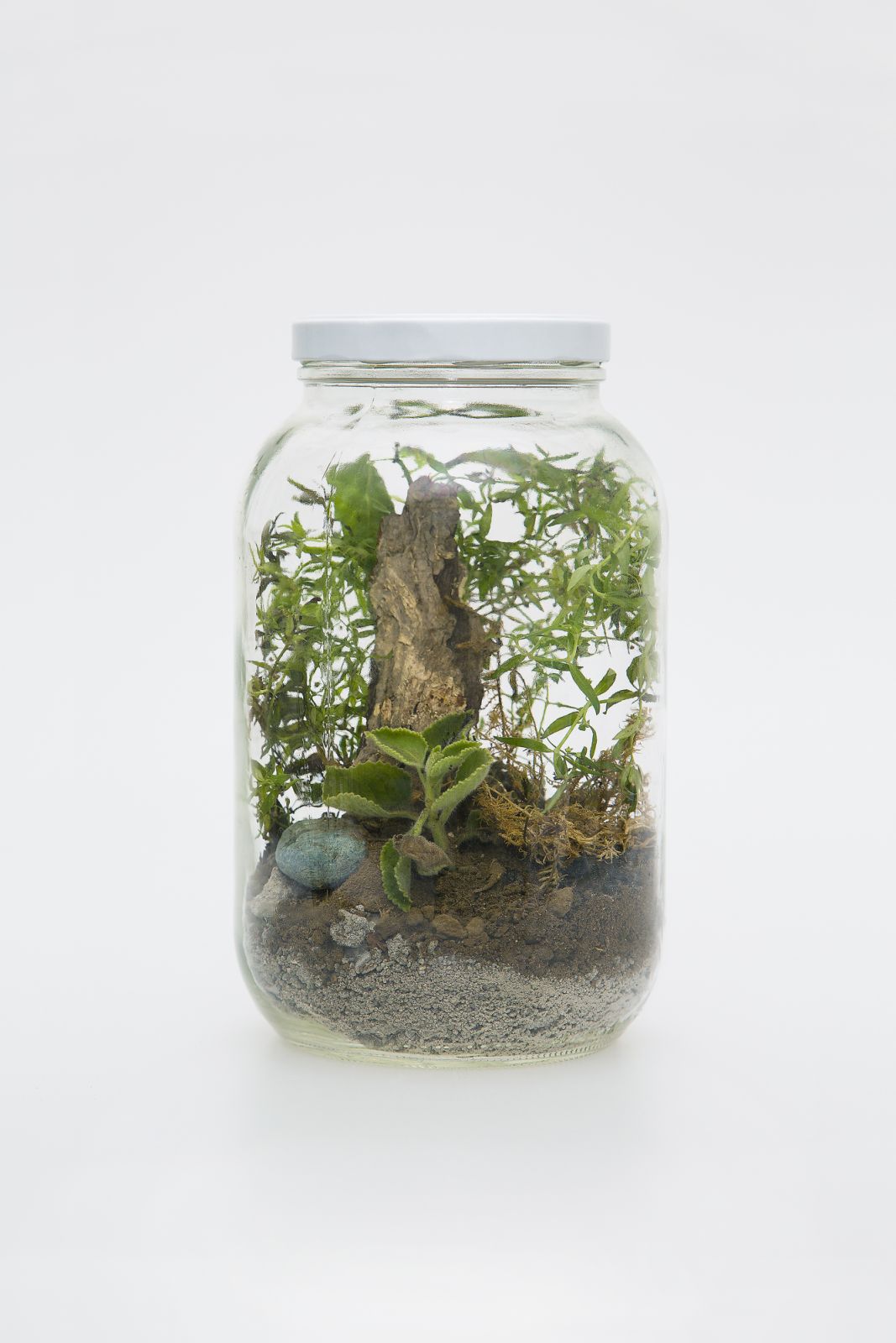 Navarozza, W. - TERRARIUM nº07