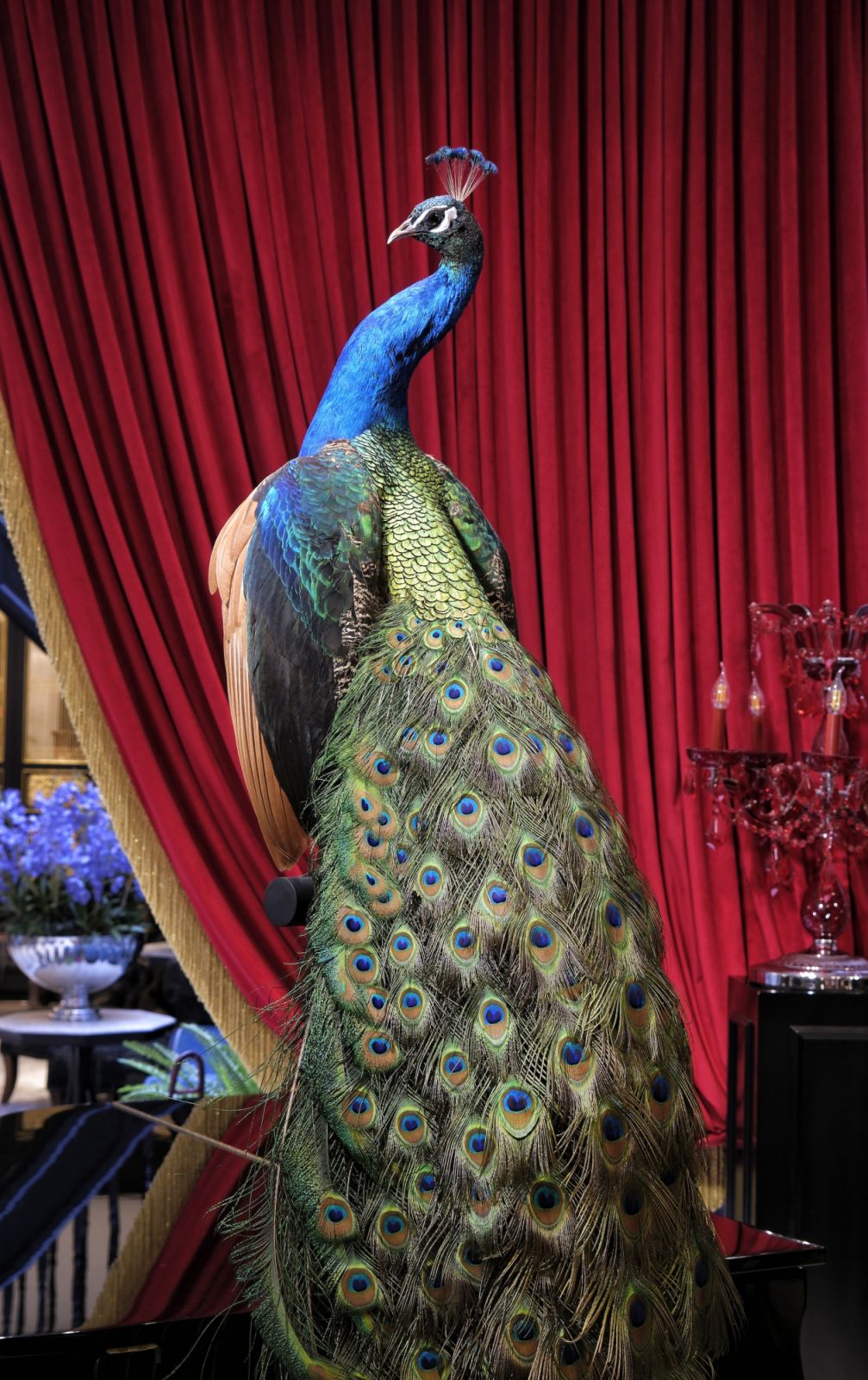 A taxidermied peacock fits right into the space
