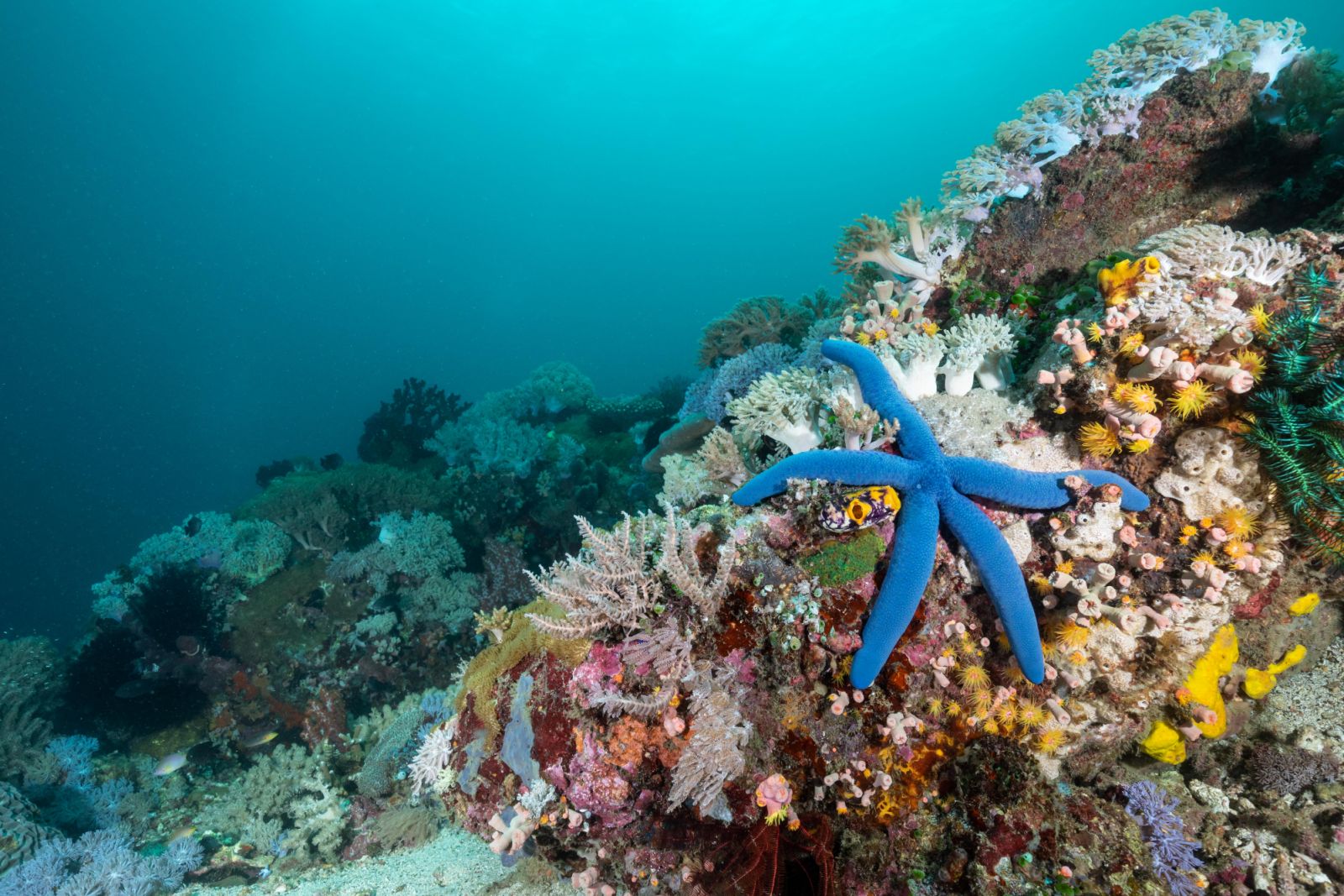 Coral Reefs of Puerto Galera (Photo: Brent Durand GettyImages)