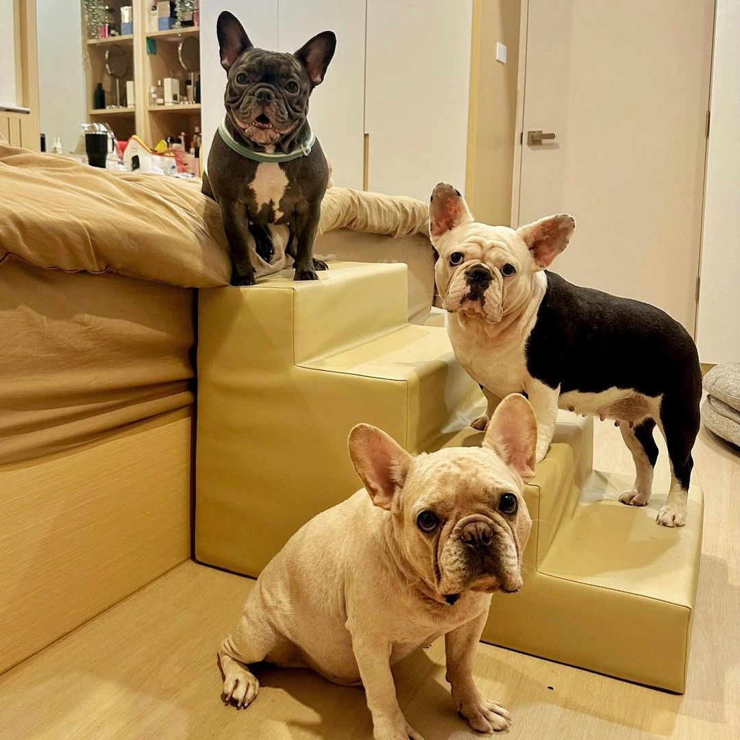 pet stair from Poooch and Purrr