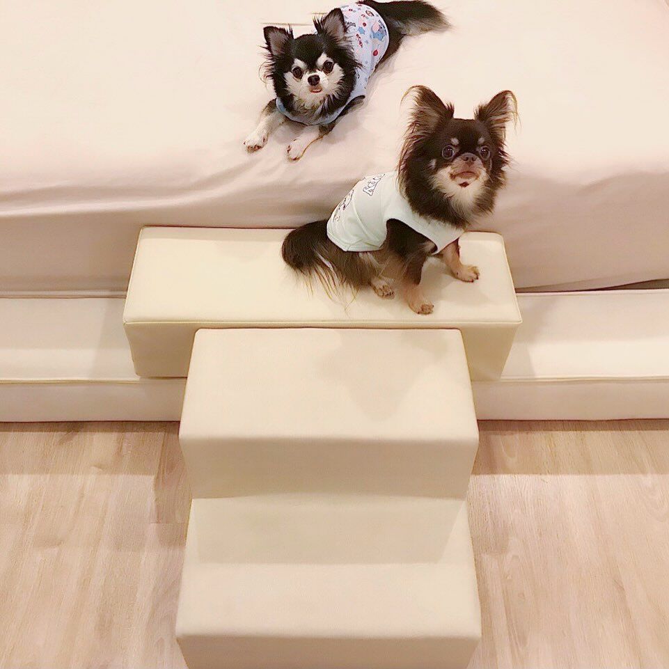 pet stair from Poooch and Purrr