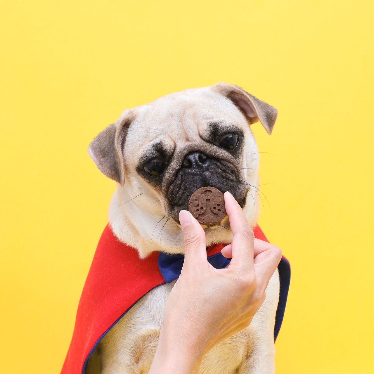 Jaikla sustainable dog snacks