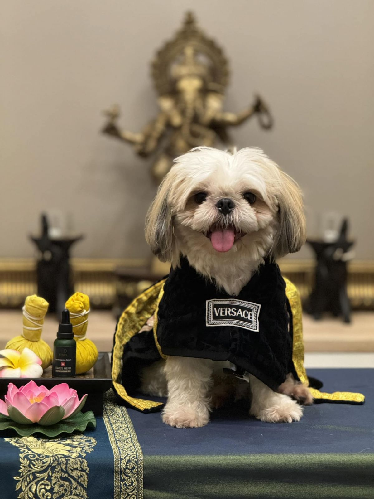 Thai massage for dog at Aiyara Thai Dog Massage & Spa