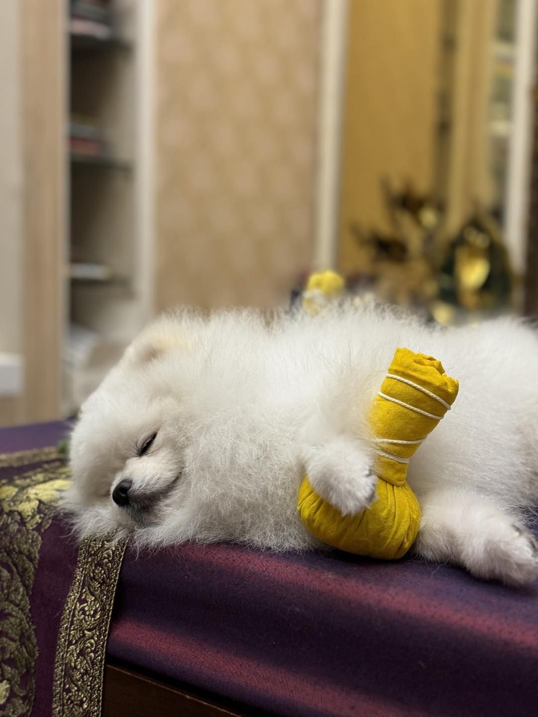 Thai massage for dog at Aiyara Thai Dog Massage & Spa
