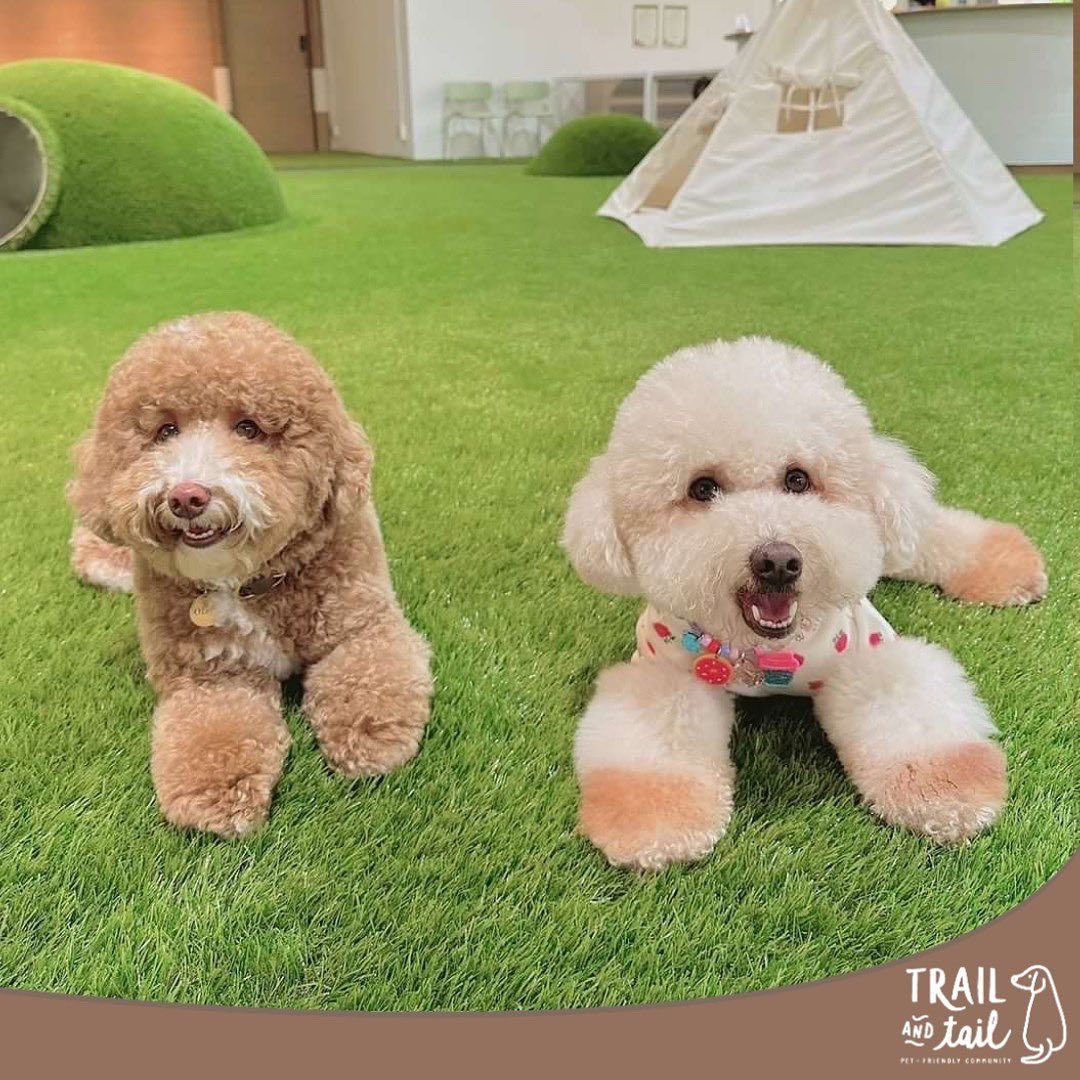 Indoor Pet Park at Trail and Tail