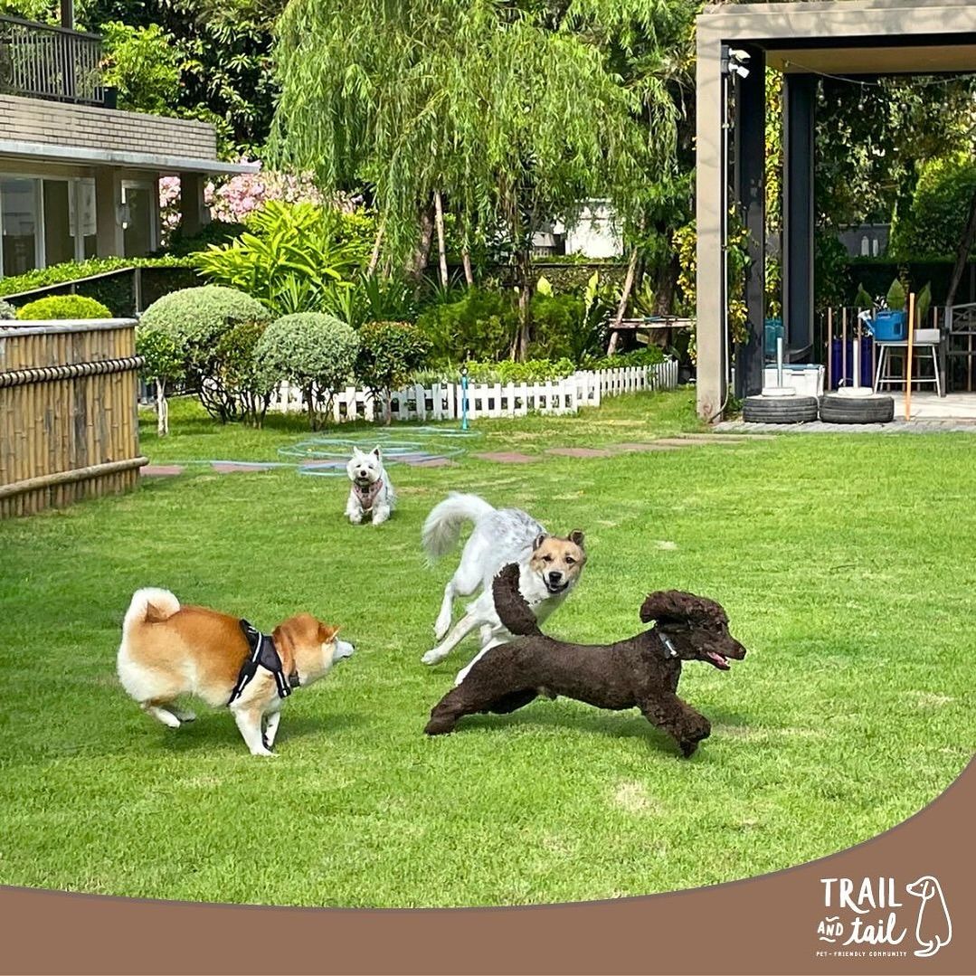 Outdoor Pet Park at Trail and Tail