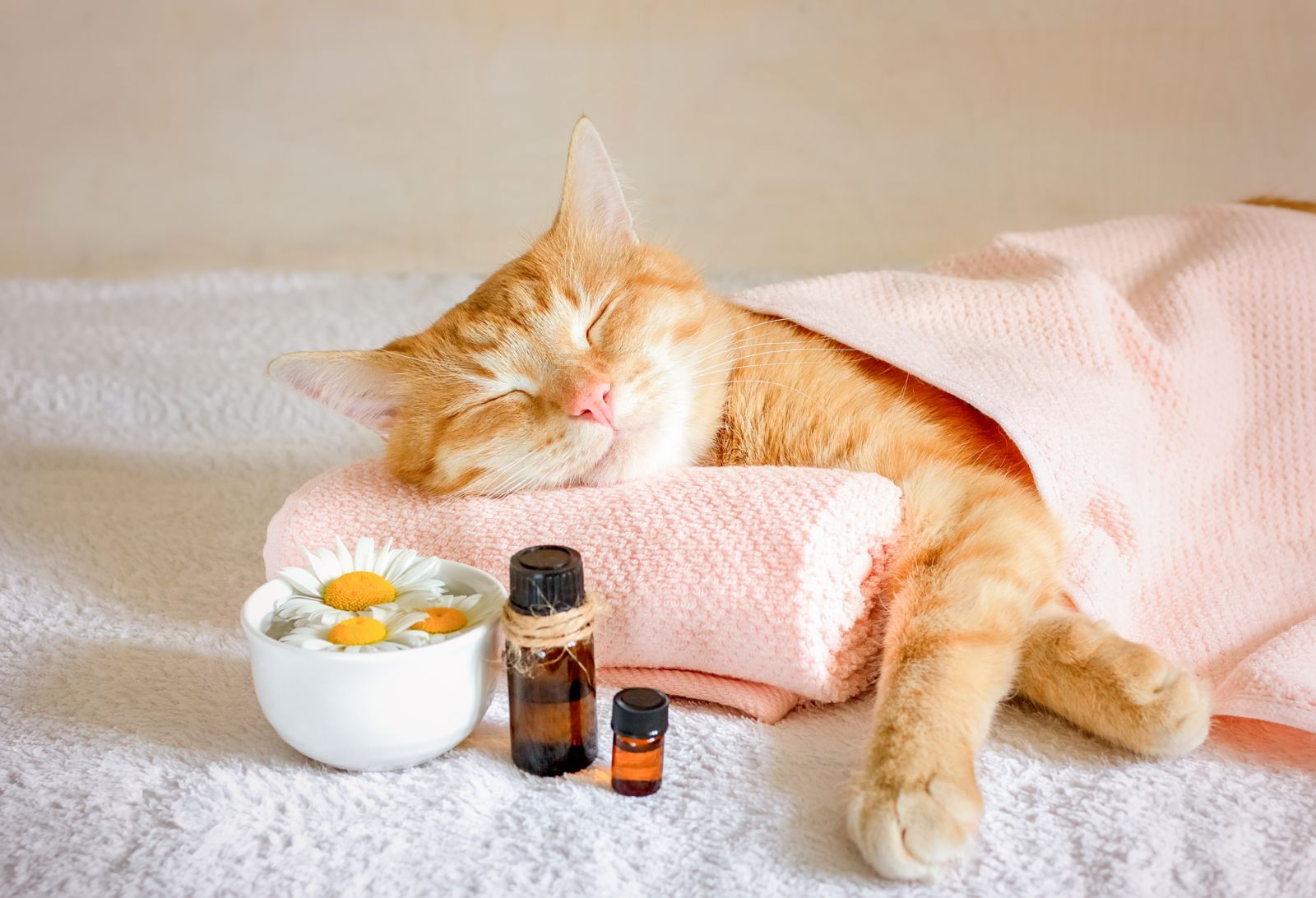 Sleeping cat on a massage towel. Also in the foreground is a bottles of aromatic oil and chamomile flowers. Concept: massage, aromatherapy, body care