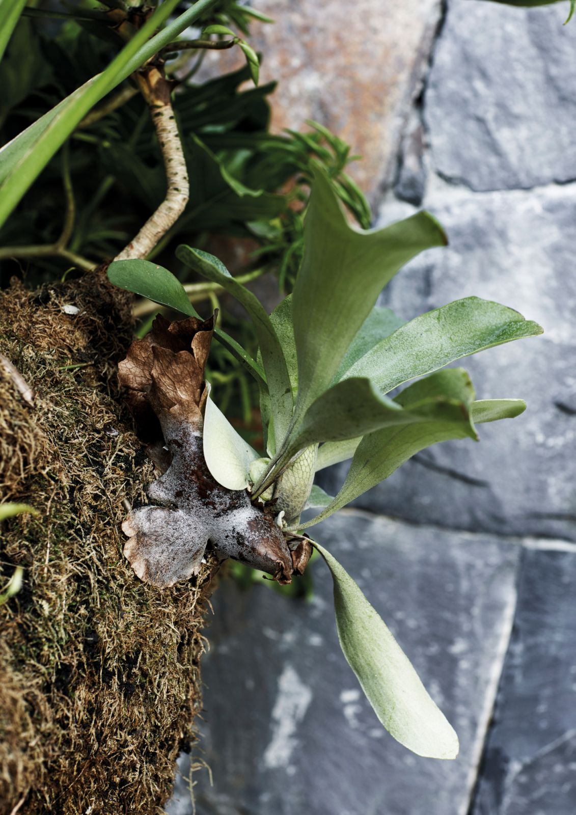 A close-up of a staghorn fern growing from the soil mixture