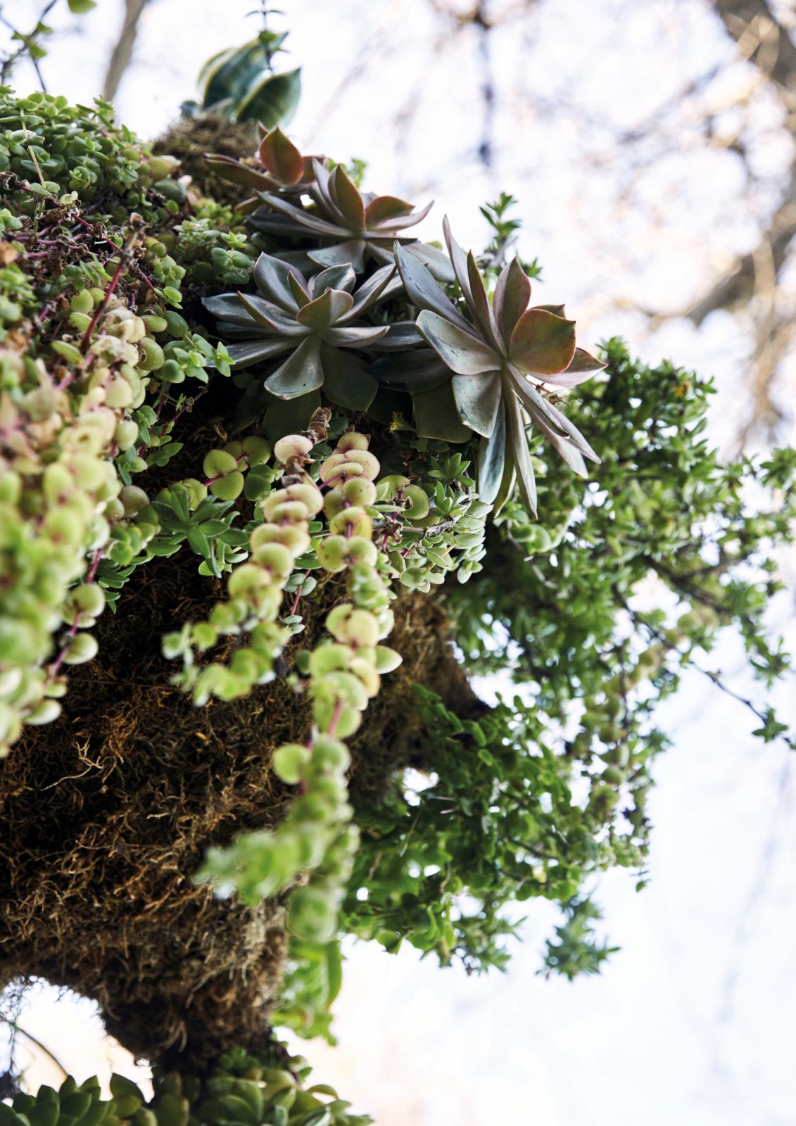 Succulents work wonderfully well in this arrangement