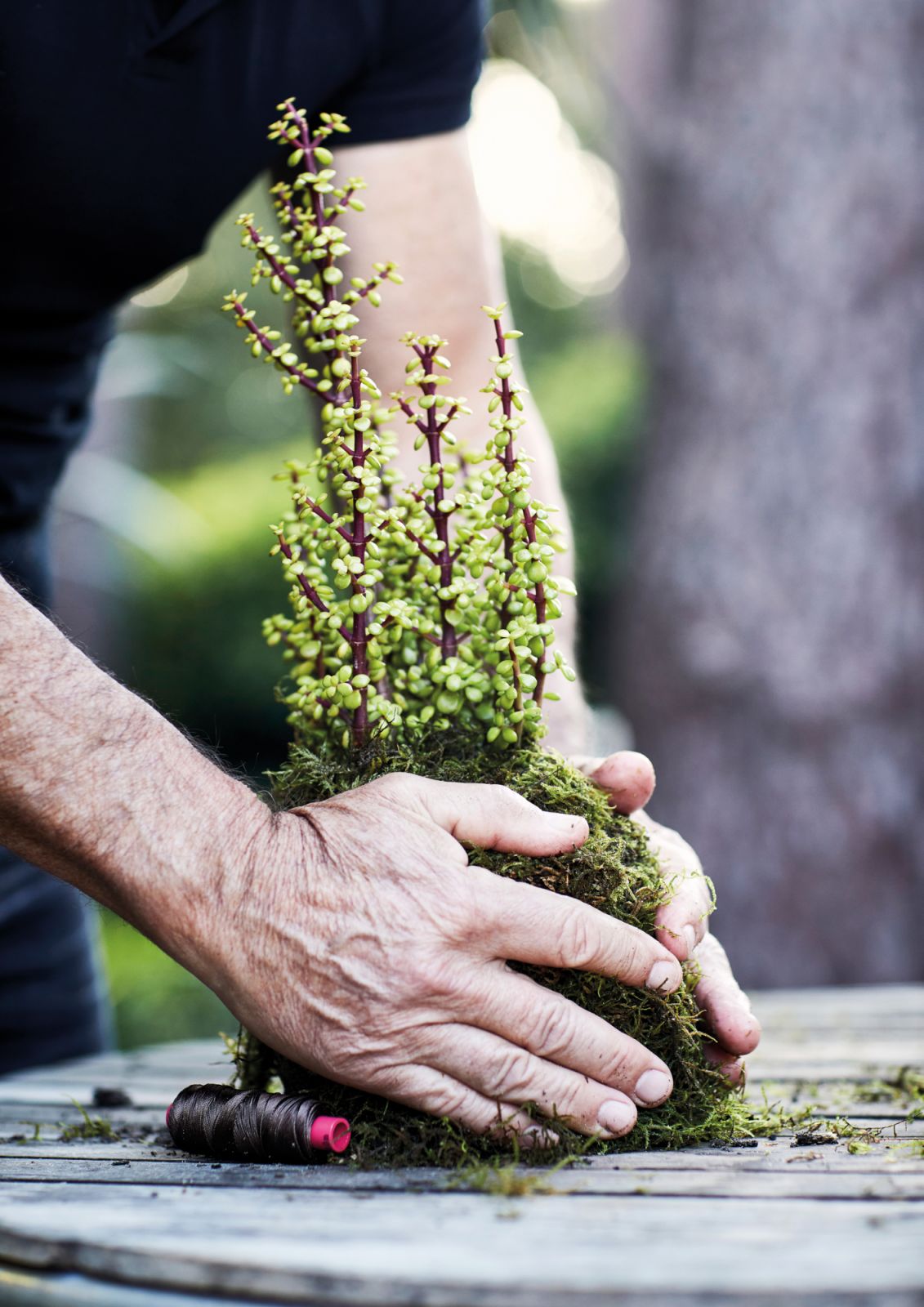A hardy Portulacaria afra or elephant bush shrub being woven securely into a moss-and-earth ball for a new hanging garden