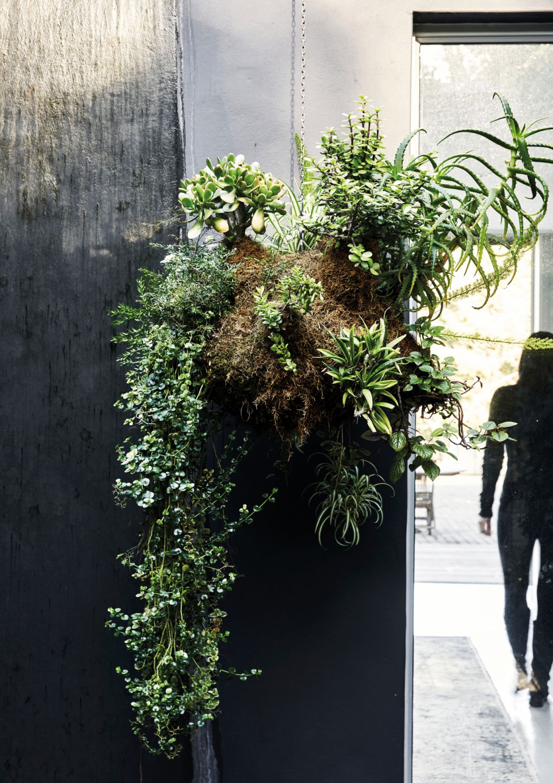 Greenery that prefers drier conditions also flourishes in hanging gardens, seen here are jade plants, elephant bush and a candelabra aloe