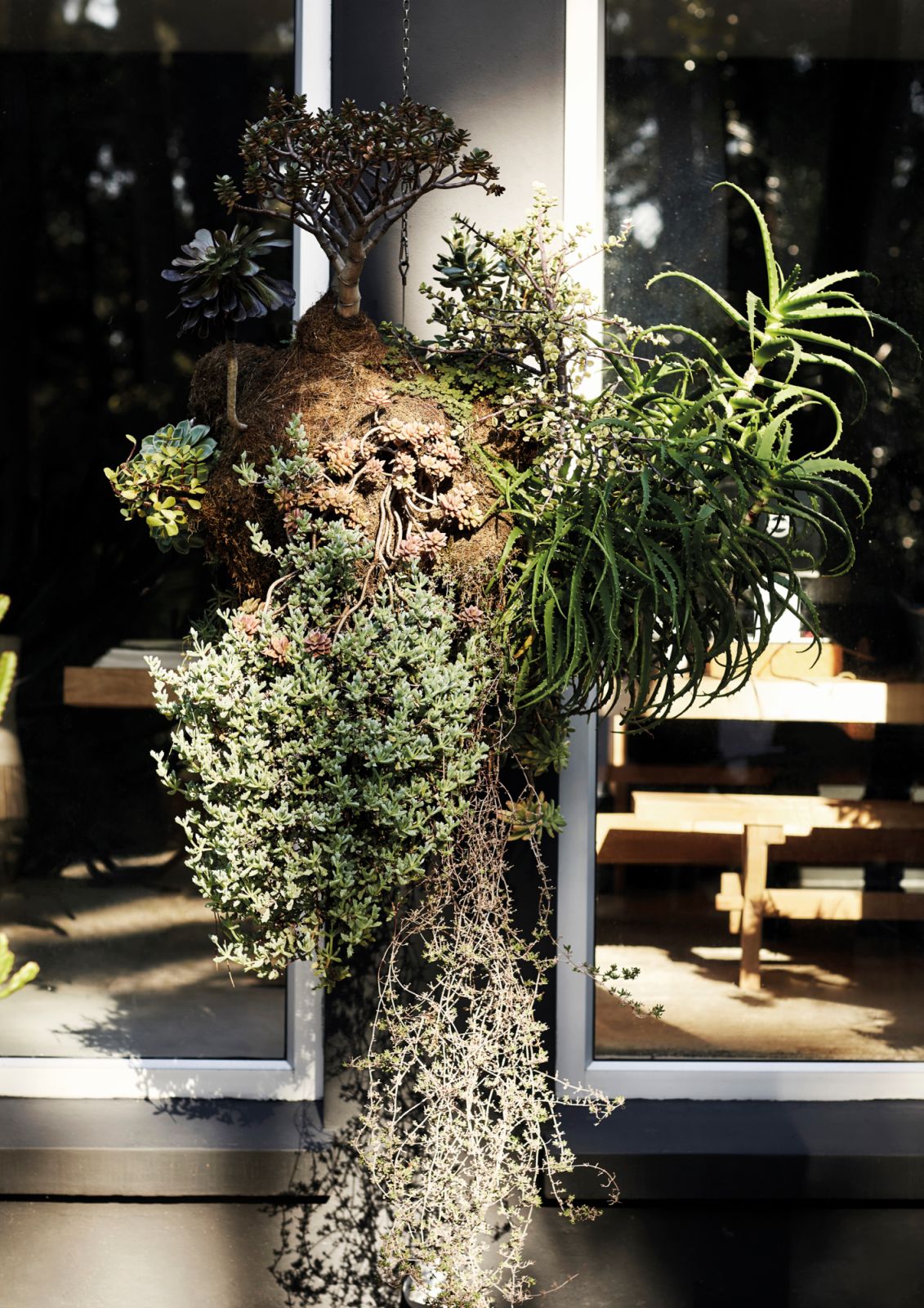 This clever composition fills up the space with plants that grow in various directions