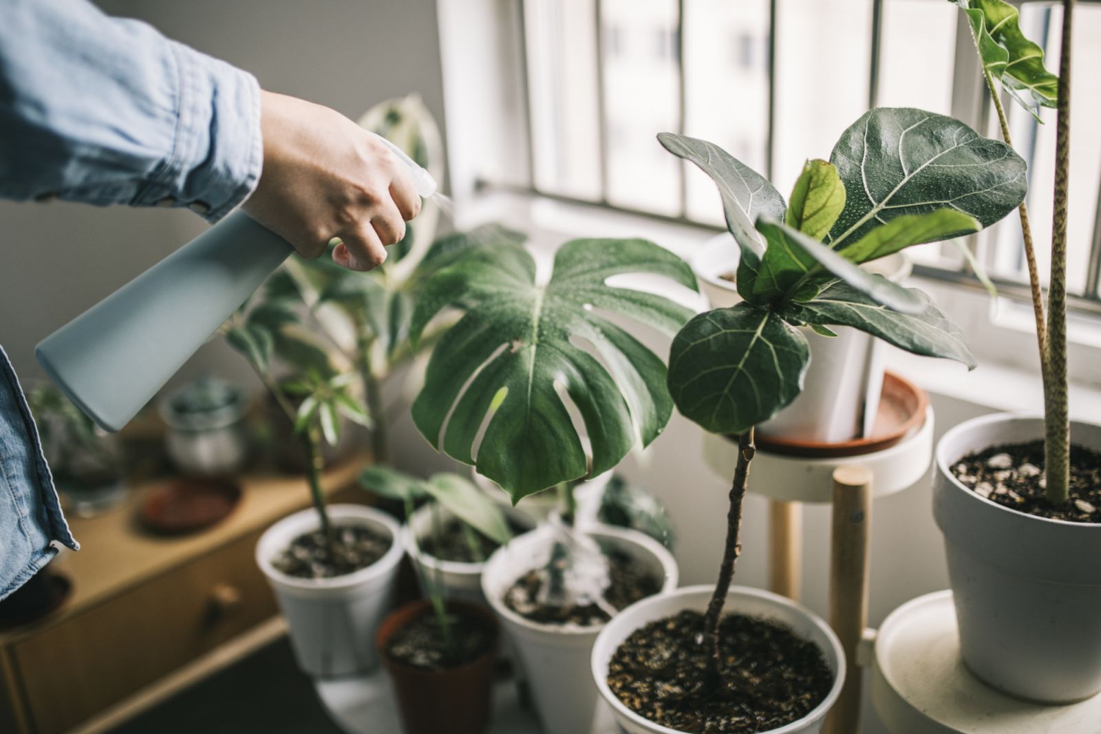 Wonderplants Joanne Tengco and Giselle Yujuico tell us about putting plants indoors (Photo: Getty Images)