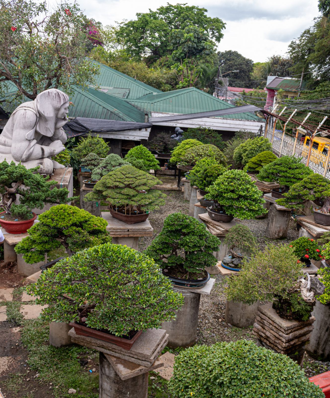 A shot of Gopiao’s bonsai nursery at his office warehouse in Marikina