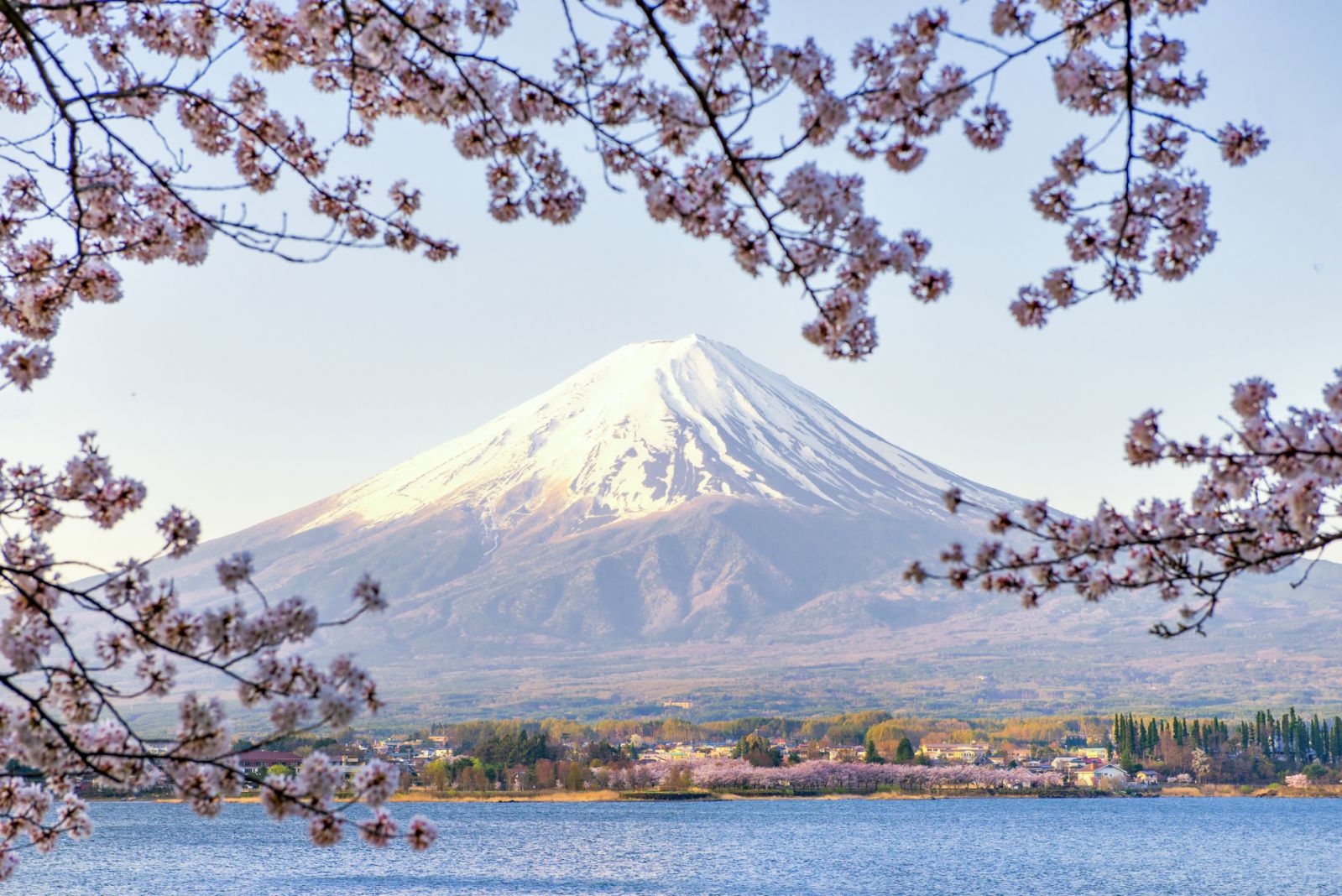Fuji Mountain and Pink Sakura Branches at Kawaguchiko Lake in Spring