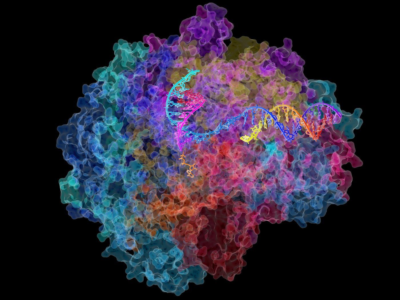 Cancer vaccines - RNA polymerase II: this is the enzyme in mammalian cells that catalyses the transcription of DNA into messenger RNA, the molecule that in turn dictates the order of amino acids in proteins. (Photo: David Bushnell, Ken Westover and Roger Kornberg, Stanford University/ National Institutes of Health via Flickr)
