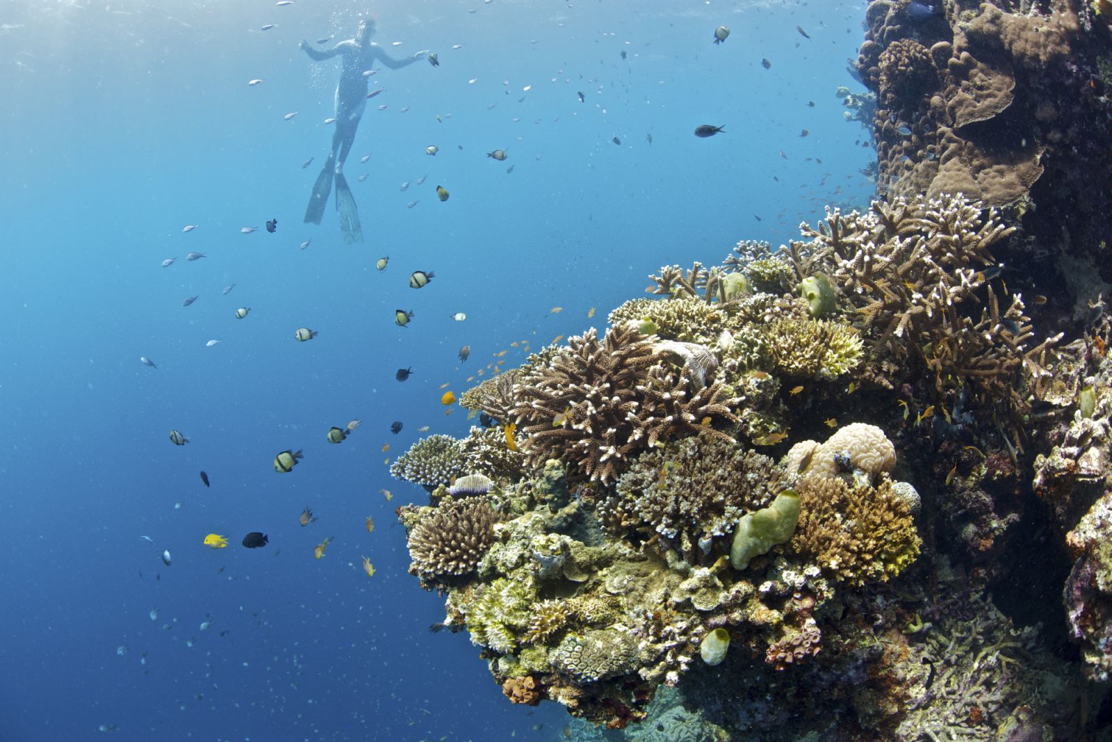 Freediver and corals at Moalboal, Philippines. (Photo by: Steve De Neef/VW Pics/Universal Images Group via Getty Images)