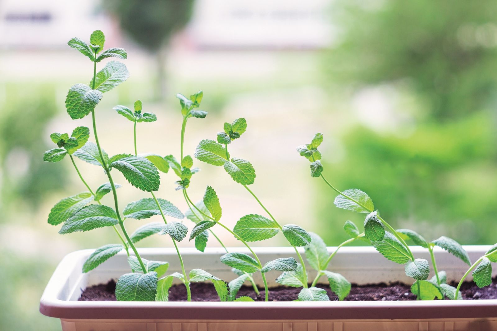 Growing your own herb garden - Getty Images / TorriPhoto