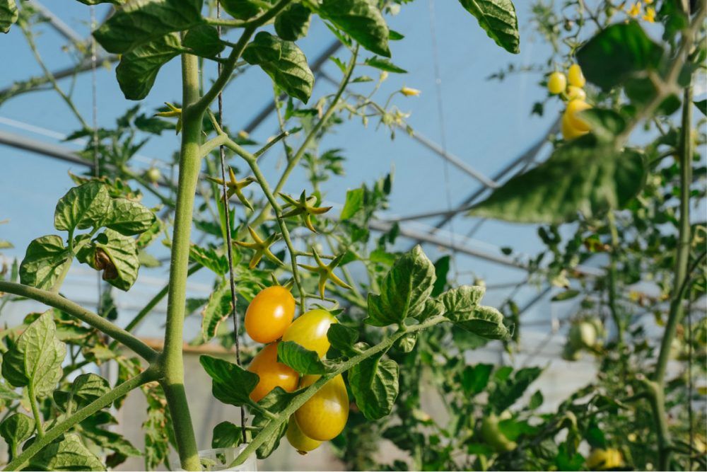 Natural ingredients and seasonality steer the creations at L’Arpège