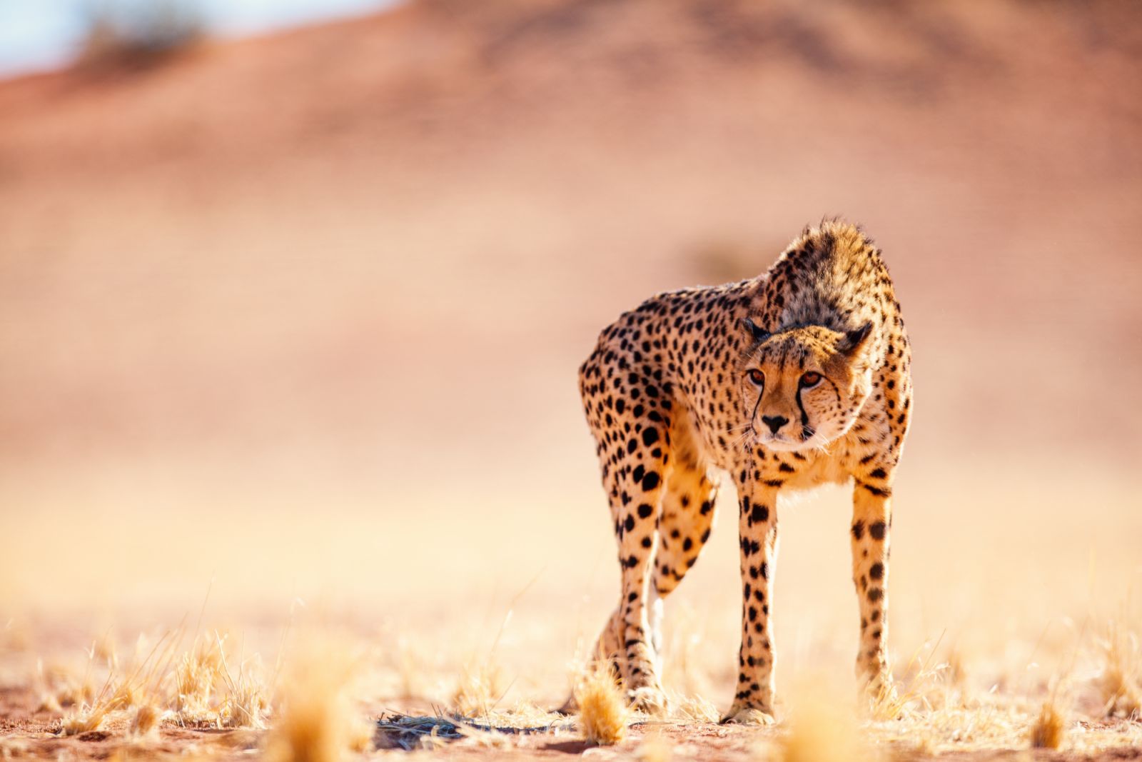 Close up of beautiful cheetah outdoor in natural environment