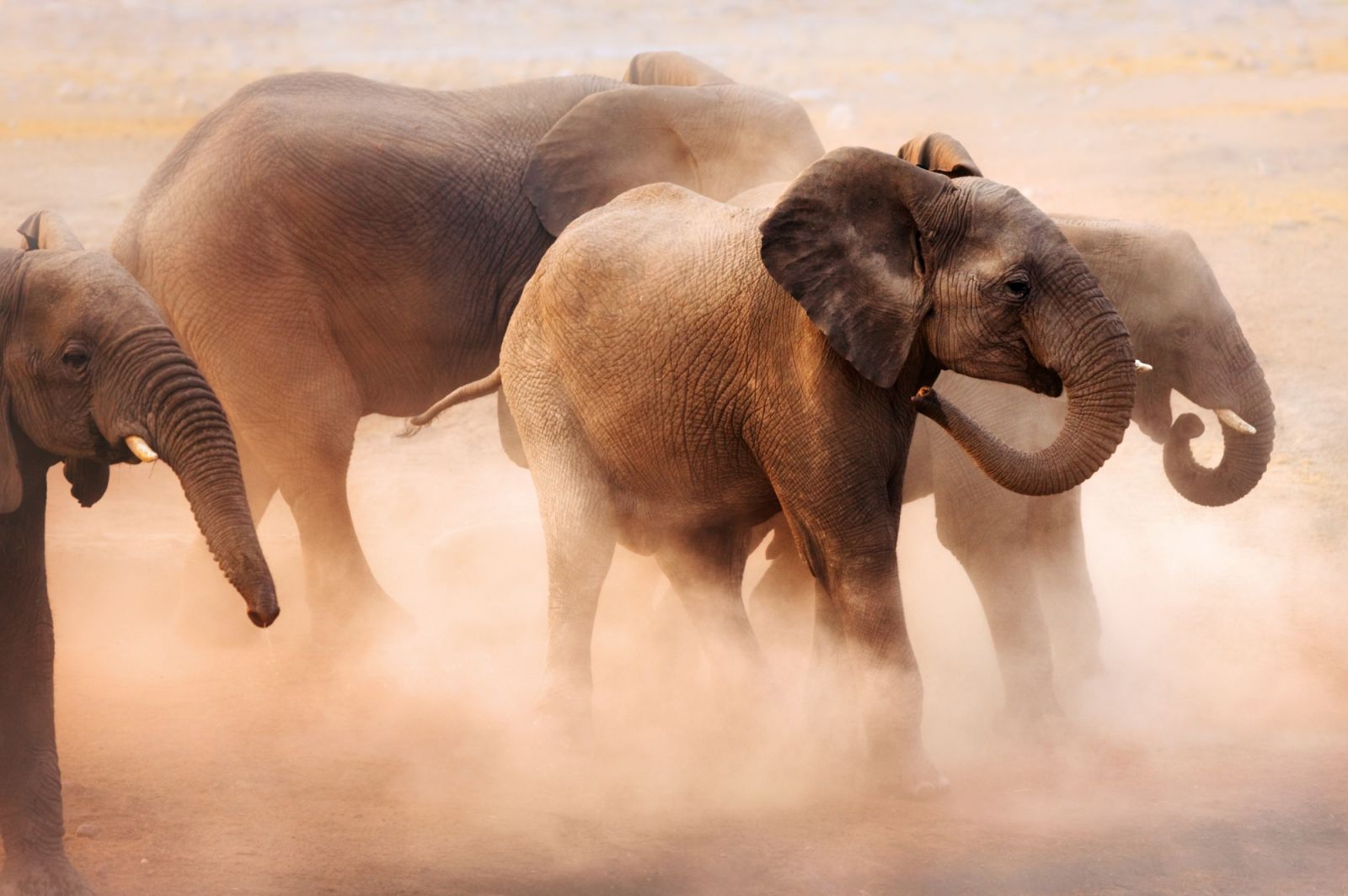 Disturbed elephants creating a lot of dust in Etosha desert