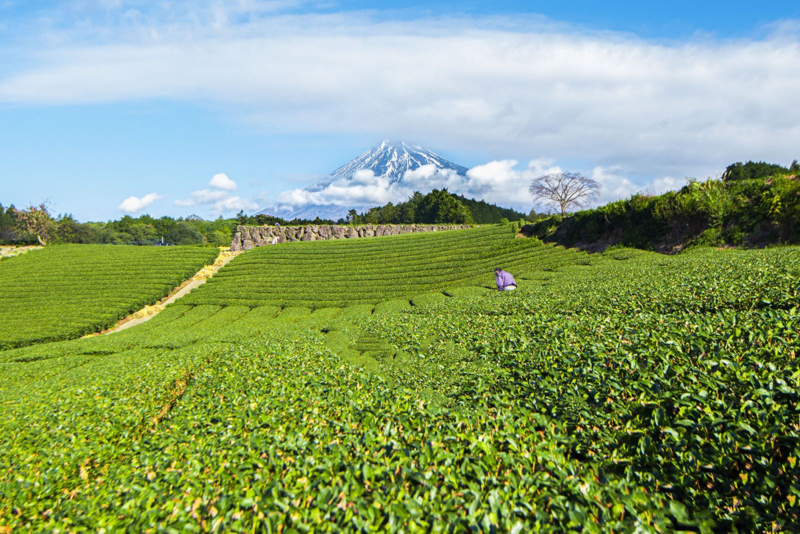 Mt Fuji at Imamiya Tea Plantation (Photo: GettyImages)