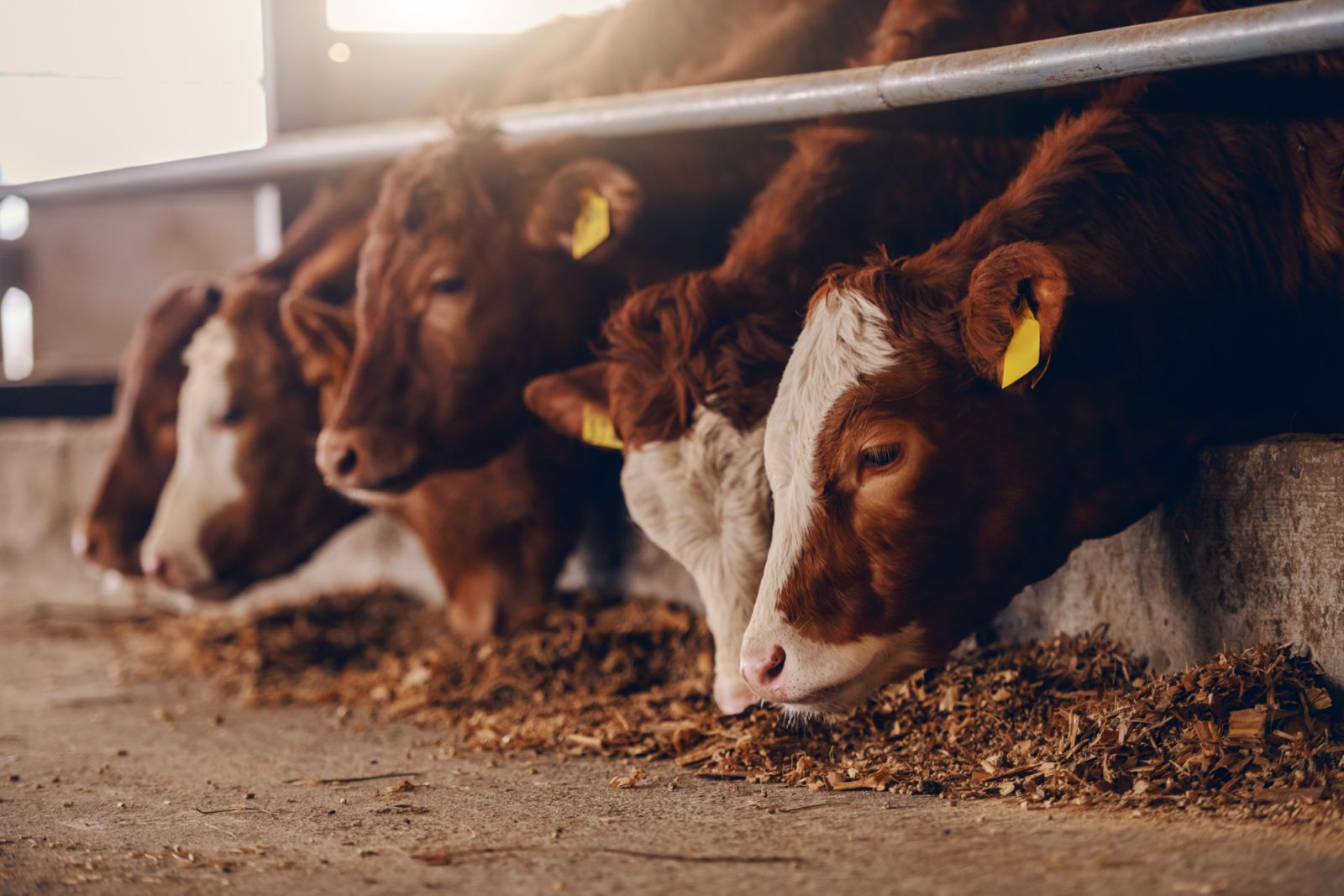 Beef, being the food with the highest carbon footprint, was banned from this year’s Cannes Film Festival (Photo: Getty Images)