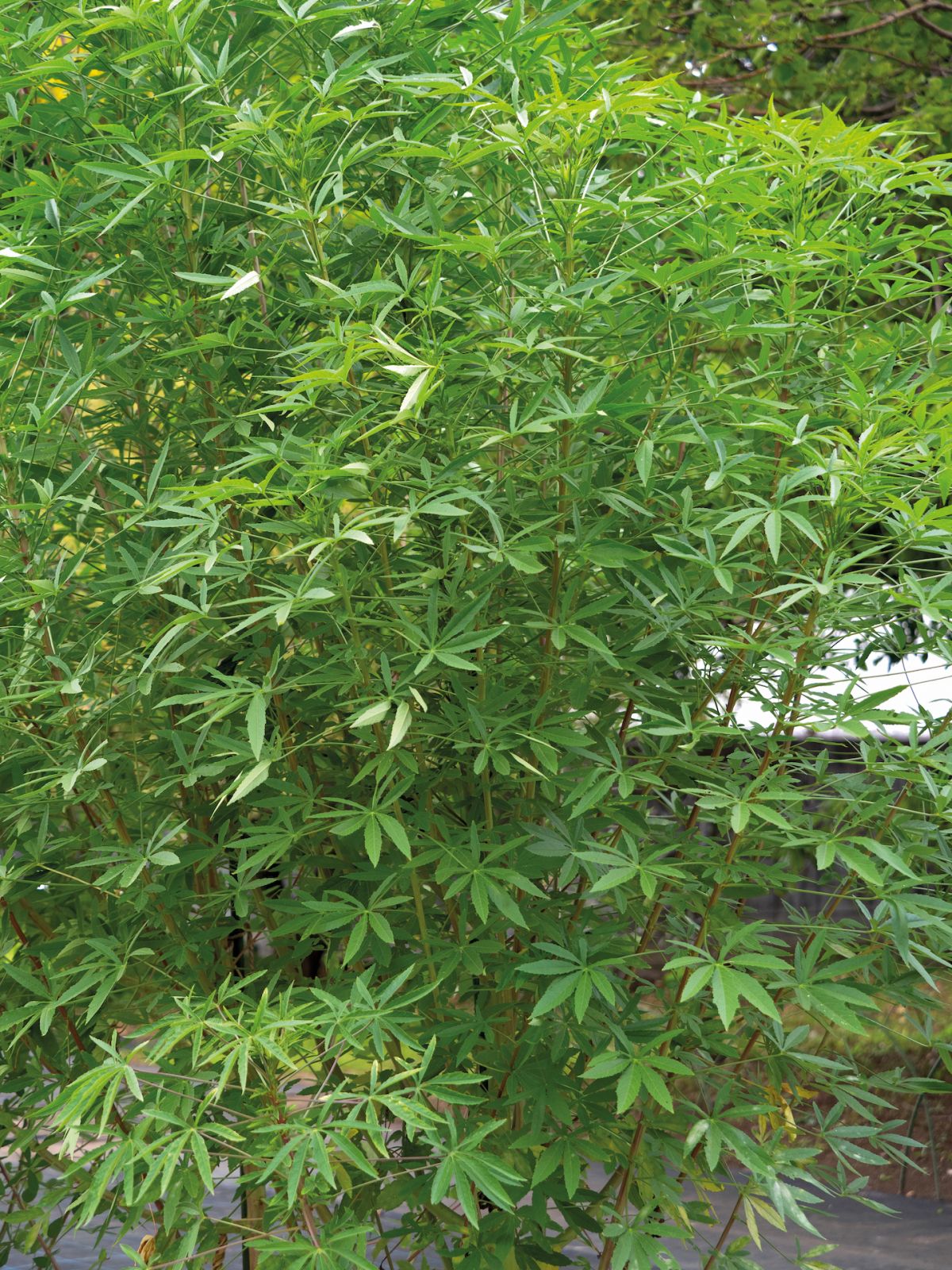 Kenaf plant (Photo: iStock)