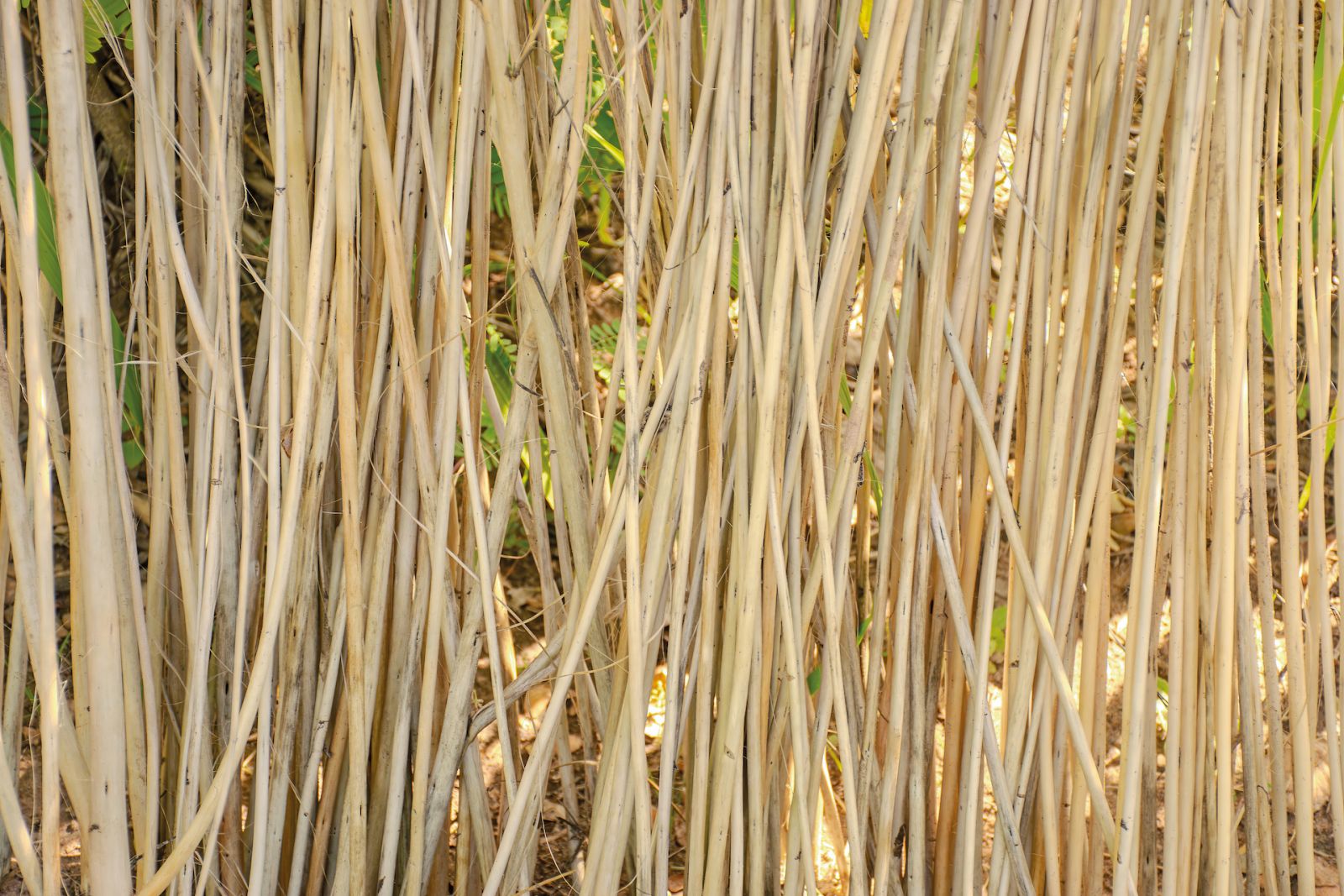 Dried kenaf stalks (Photo: iStock)