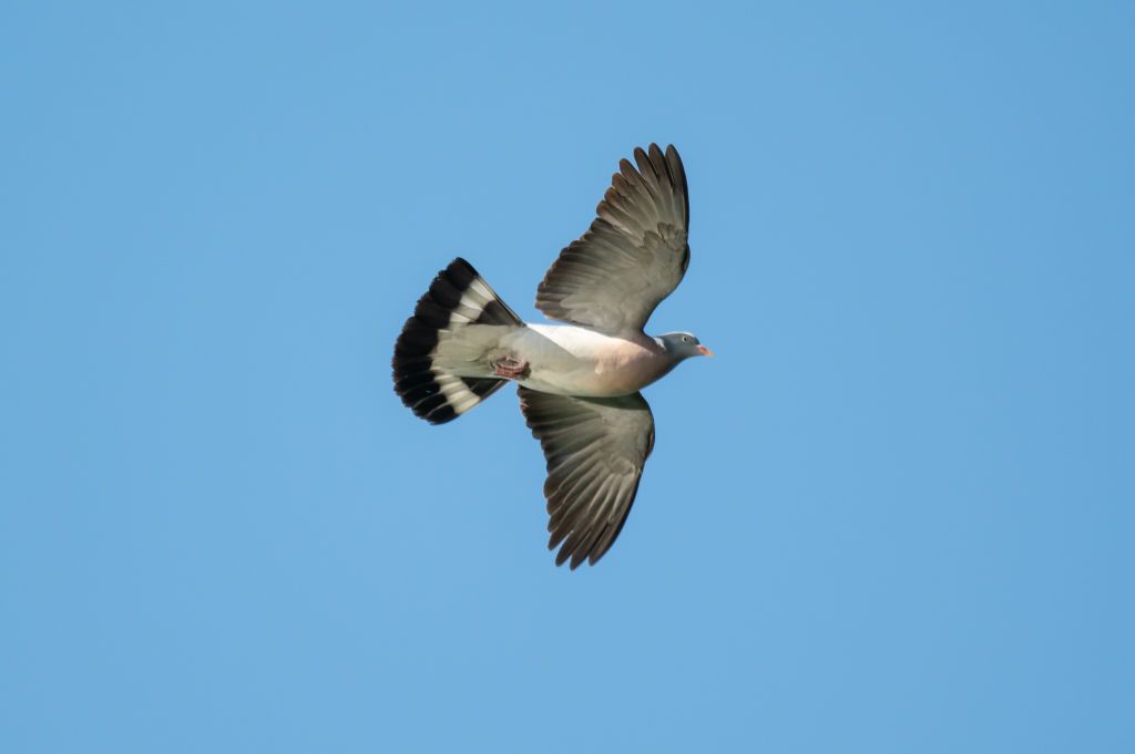 14 May 2024, Baden-Württemberg, Rottweil: A pigeon flies in the blue sky in the sunshine. Photo: Silas Stein/dpa (Photo by Silas Stein/picture alliance via Getty Images)