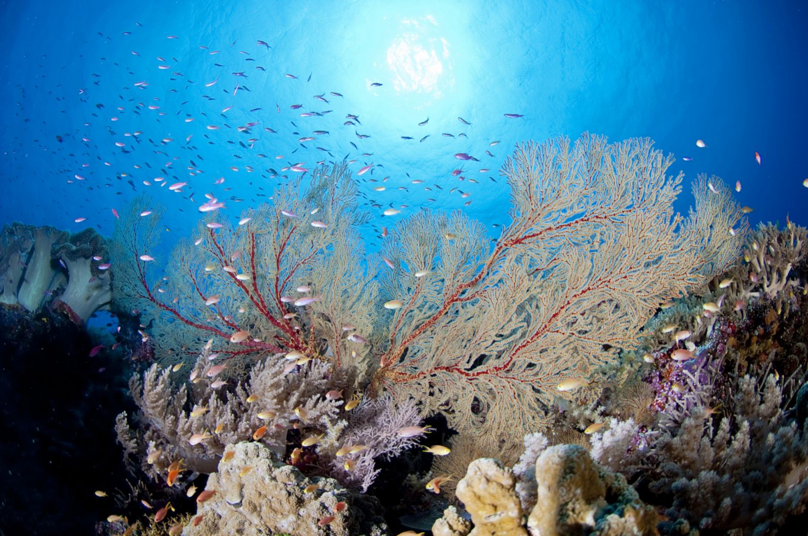 soft coral