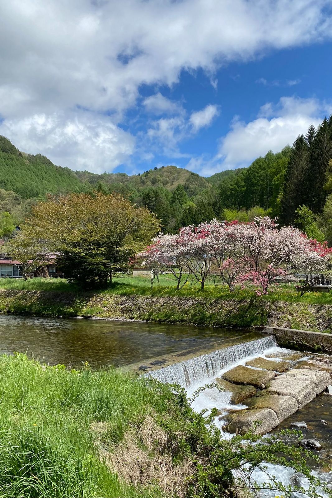 A cherry tree blooms in the spring