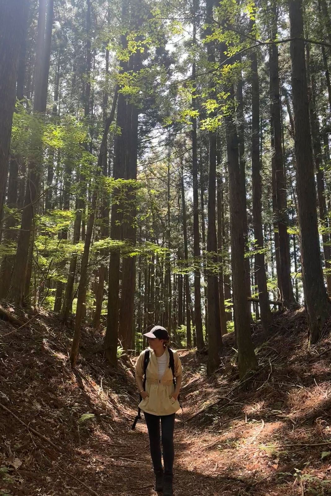 Forest bathing provides a welcome respite from civilization