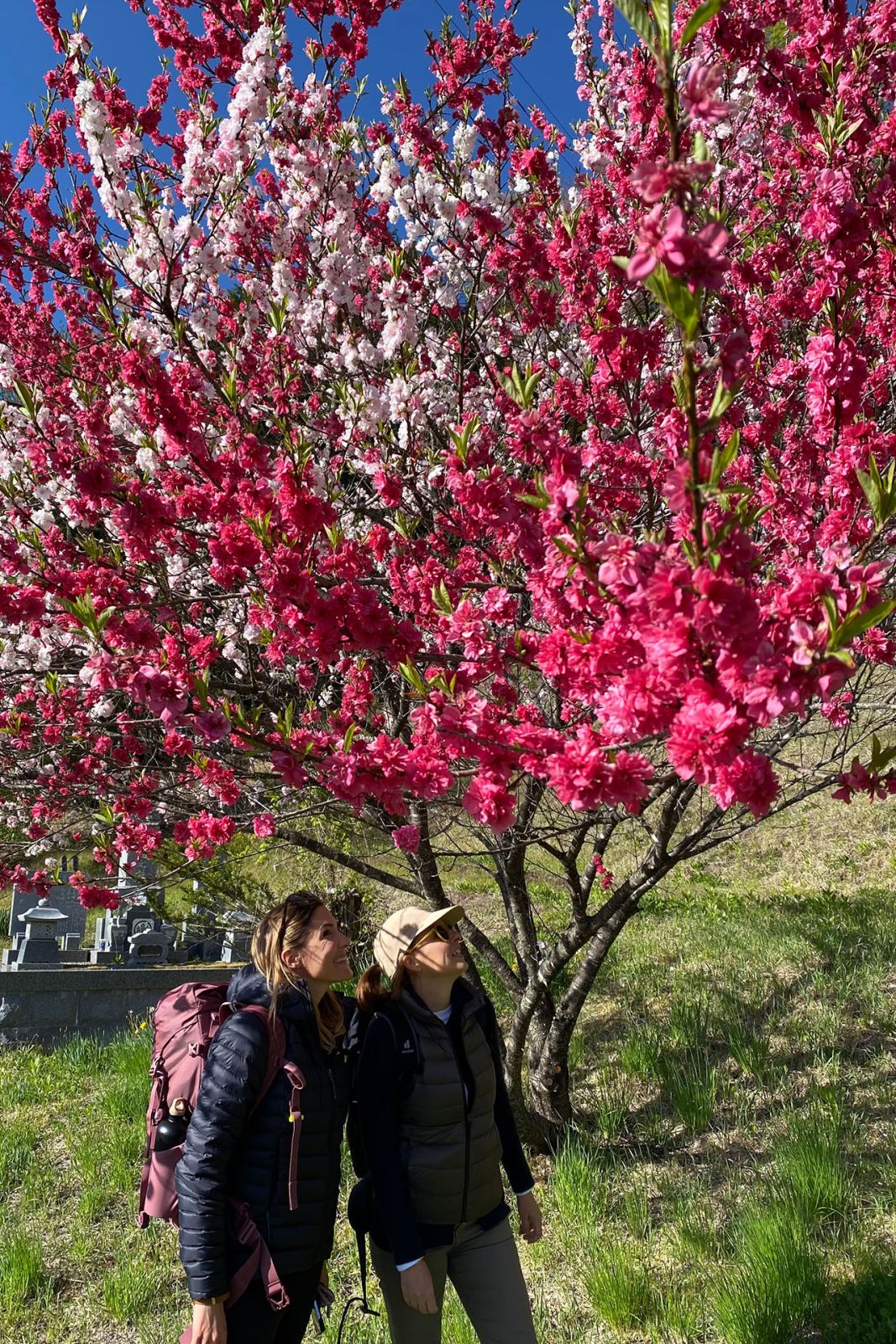 Delighting in spring blooms