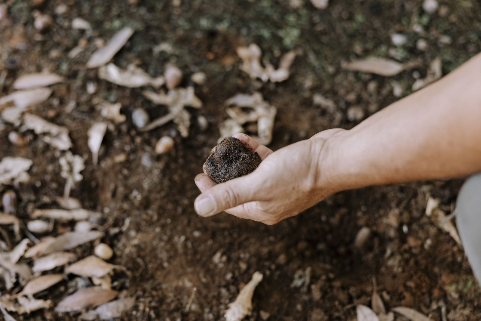 Hunt for Australian black truffles just a few hours from Perth (Photo: Malaysia Airlines)