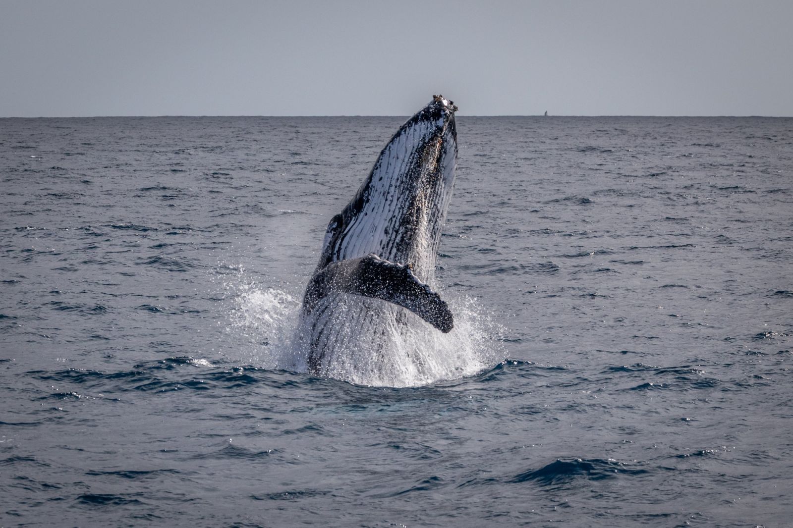 A humpback whale spotted on a whale watching tour (Photo: Whale Watching Perth)