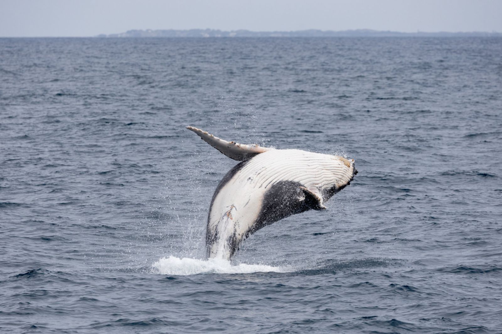 Witness whale migration up close in Perth (Photo: Whale Watching Perth)