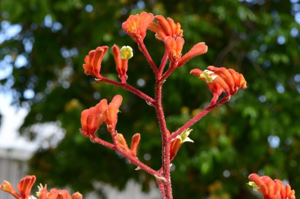 Kangaroo Paw, a native plant found in Kings Park & Botanic Garden (Photo: Kings Park & Botanic Garden)