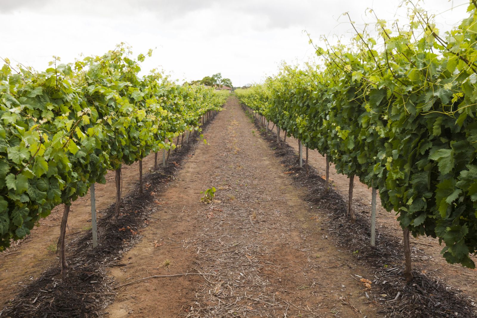 A vineyard in Margaret River (Photo: Getty Images)