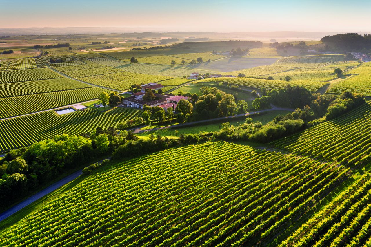 hennessy vineyards