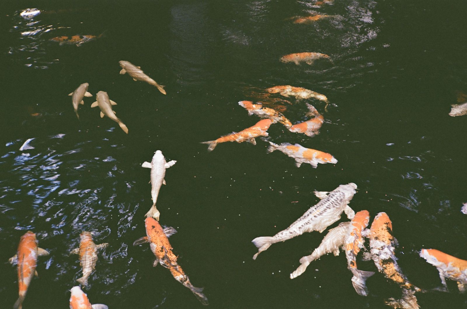The Koi Pond inside Arroceros Forest Park in Manila (Photo: Jove Moya)