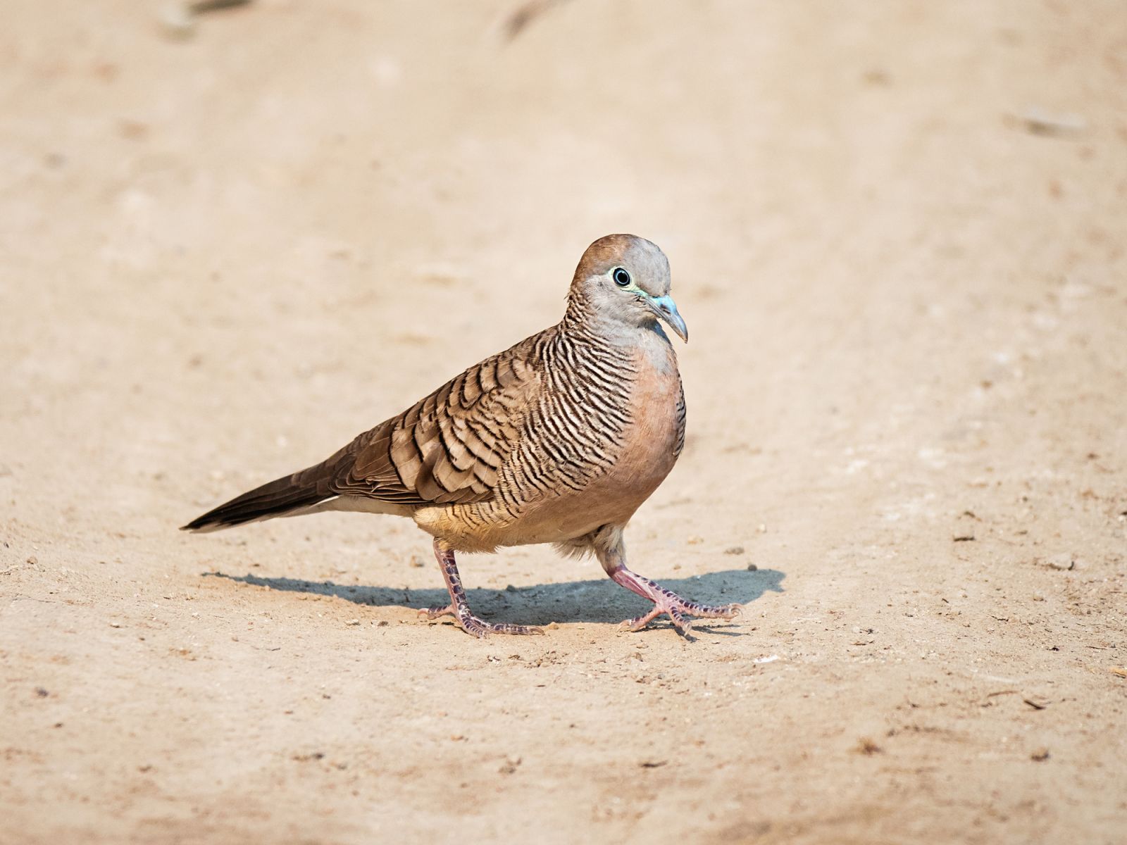 Zebra Dove can be seen inside the Arroceros Forest Park (Photo: Getty Images)