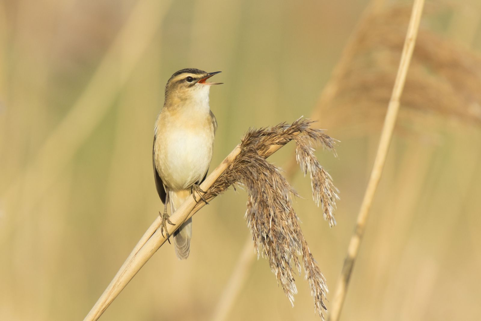 Guests can see Arctic Warbler in Arroceros Forest Park (Photo: Getty Images)