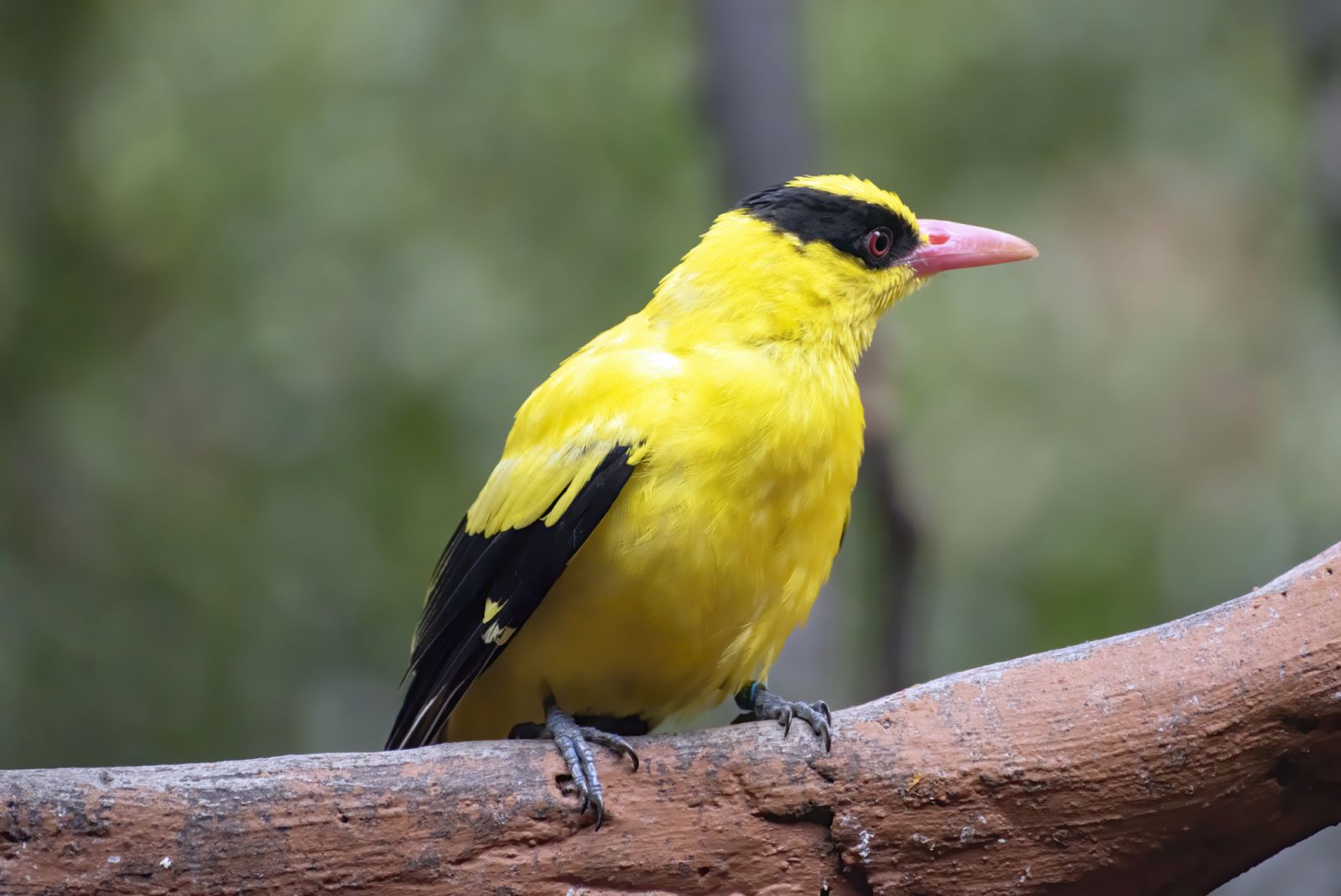 Black-Naped Oriole can be seen inside the Arroceros Forest Park (Phot