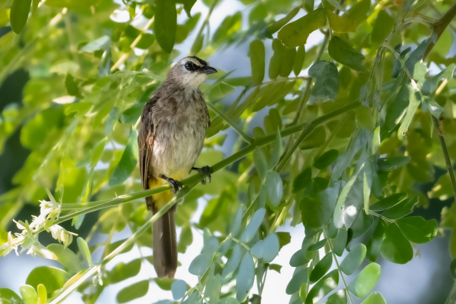 Yellow-Vented Bulbul can be seen inside the Arroceros Forest Park (Photo: Getty Images)