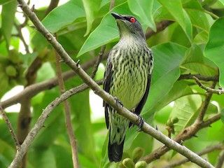 Asian Glossy Starlings fly inside the Arroceros Forest Park (Photo: eBird)