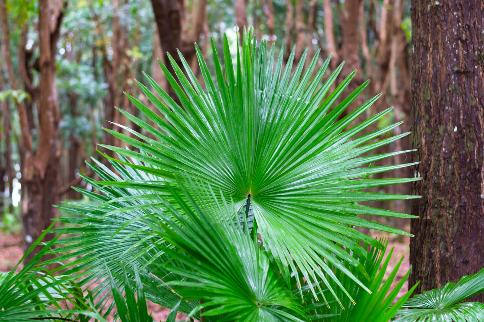3500 Plant species can be seen inside the Arroceros Forest Park (Photo: Getty Image)